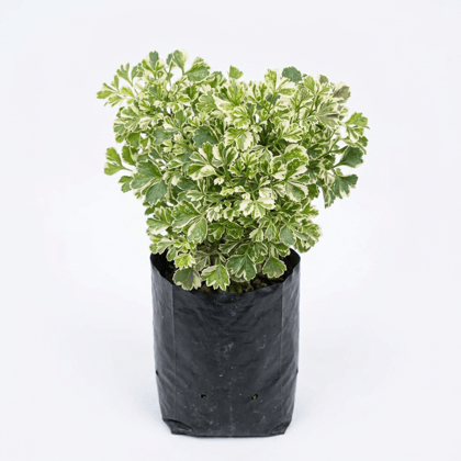 NSC Mini Aralia (Ming Aralia/Parsley Aralia/Chinese Aralia)
