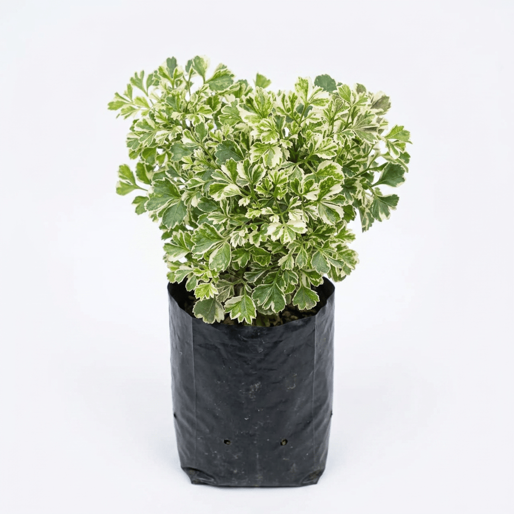 NSC Mini Aralia (Ming Aralia/Parsley Aralia/Chinese Aralia)
