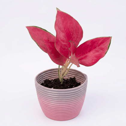 Handcrafted Decorative Planters pack 3 