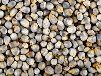 Bajra Seeds, Natural Pearl Millet for Energy & Wellness, 2 kg