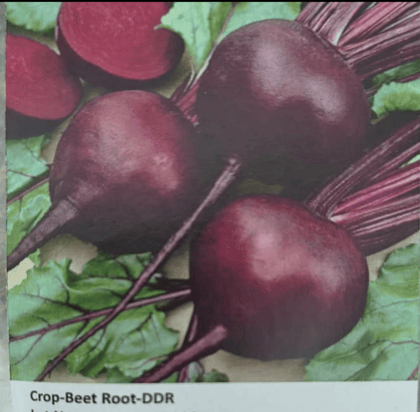 NSC Beetroot-DDR, 100gm
