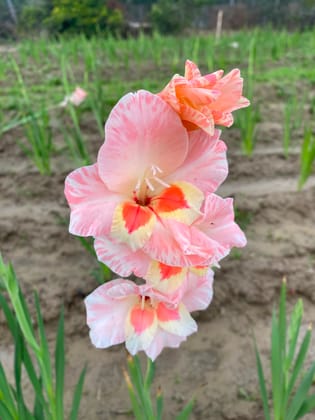 NSC Gladiolus Gunjan Flower Corms -2 in No.