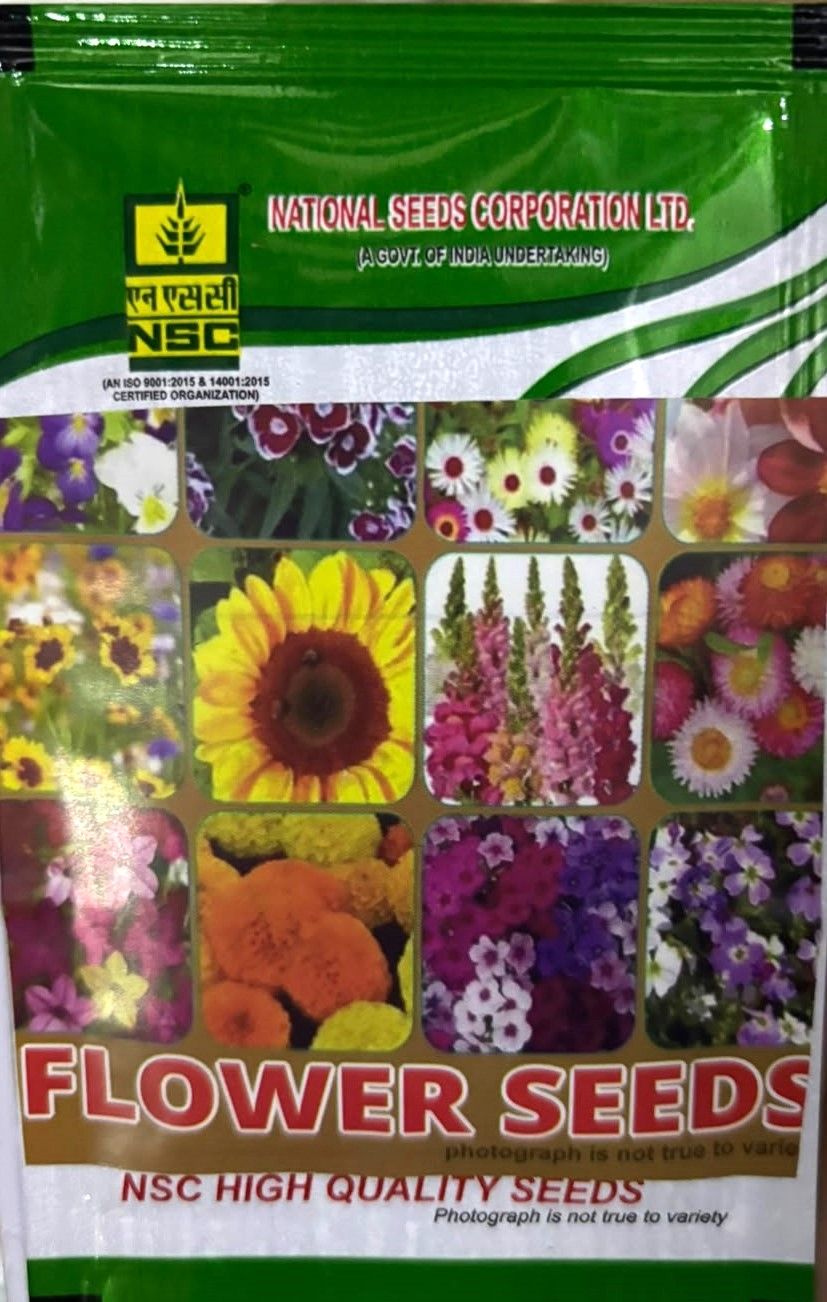 NSC Dahalia Top Star Flower Seed (5 Gm Seed)