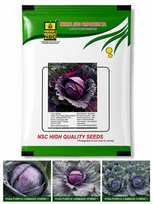 NSC Cabbage Pusa Purple Cabbage Hybrid-1 