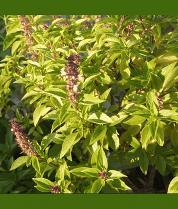 Jignisha Seeds Organic Tulsi (Holy Basil) Herb ( 100 Seeds )