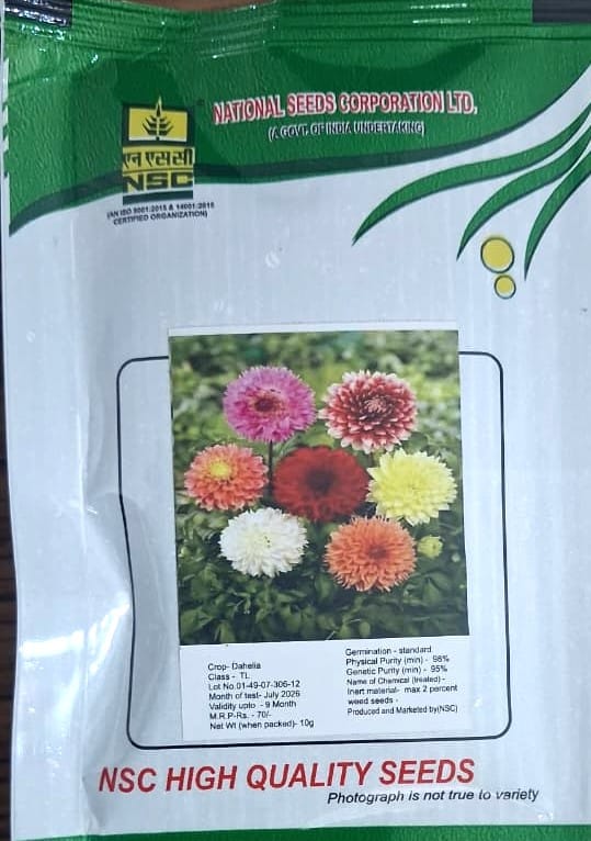NSC Dahelia Flower Seed (10 Gm Seed)
