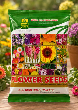 NSC Dahlia – Top Star , 5 gm 