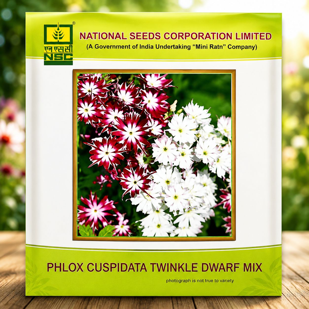 NSC Phlox Cuspidata Twinkle Dwarf Mixed Flower Seed