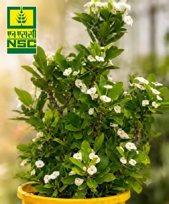 Nsc Mini Crown of Thorns