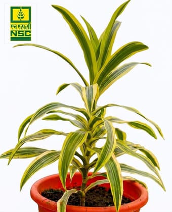 NSC Mini Dracaena Plant