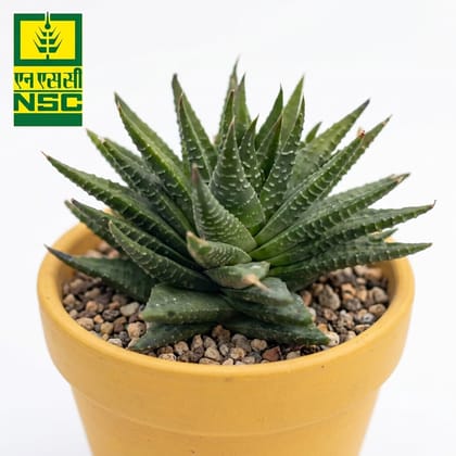 Nsc Mini  Zebra Haworthia