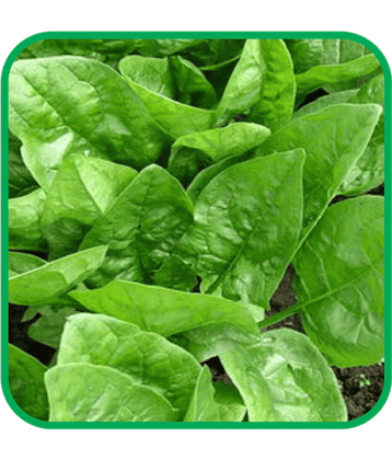 Aero Seeds Spinach Pack of 500 Seeds