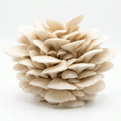 Oyster Mushroom Spawn (Pleurotus flabellatus) 2KG