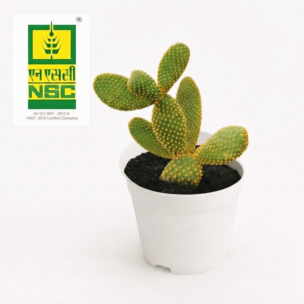 NSC Mini Bunny Ear Cactus