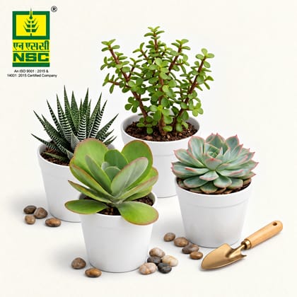 NSC Combo of 4 Minimalist Plant Set (Jade Plant/Mexican Snow Ball/Paddle Plant/Haworthia Zebra Plant)
