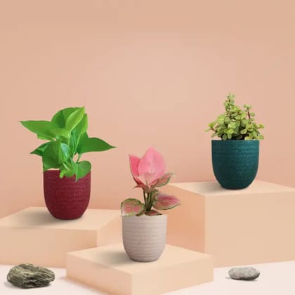 Money Attracting Plants Combo (Small)