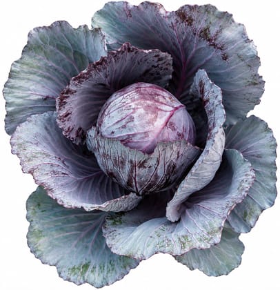 Red cabbage 