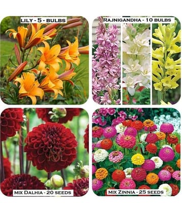 Home garden flower combo - rahnigandha - 10 - bulbs | lily - 5 - bulbs | mix Dalhia - 20 seeds | mix Zinnia - 25 seed
