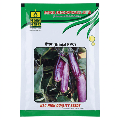 NSC BRINJAL VARIETY PPC PUSA PURPLE CLUSTER HIGH-QUALITY TL SEEDS 100 GMS POUCH
