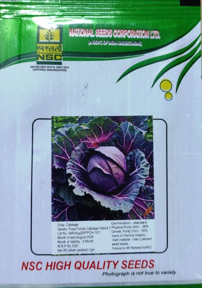 NSC PUSA PURPLE CABBAGE HYBRID 1   1 GM PACK