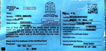 LENTIL- L-4729 CS 4 KG SIZE LENTIL- L-4729 CS 4 KG SIZE