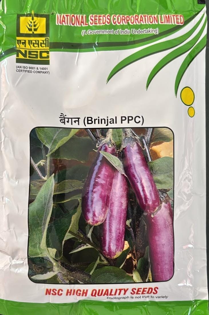 NSC-Brinjal / PPC - 100 GMS Seeds