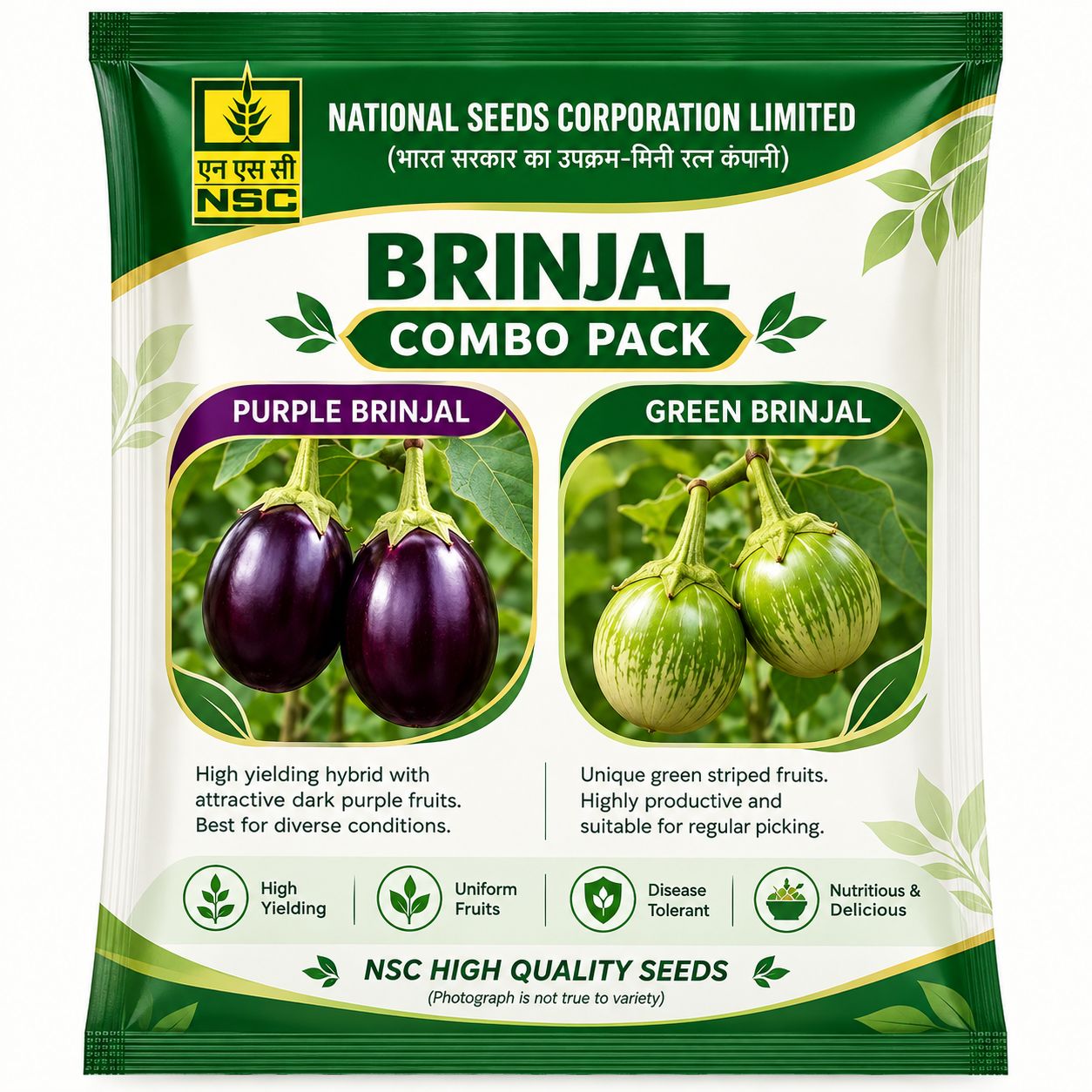 NSC Brinjal Seed Combo Pack (Purple and Green Brinjal)
