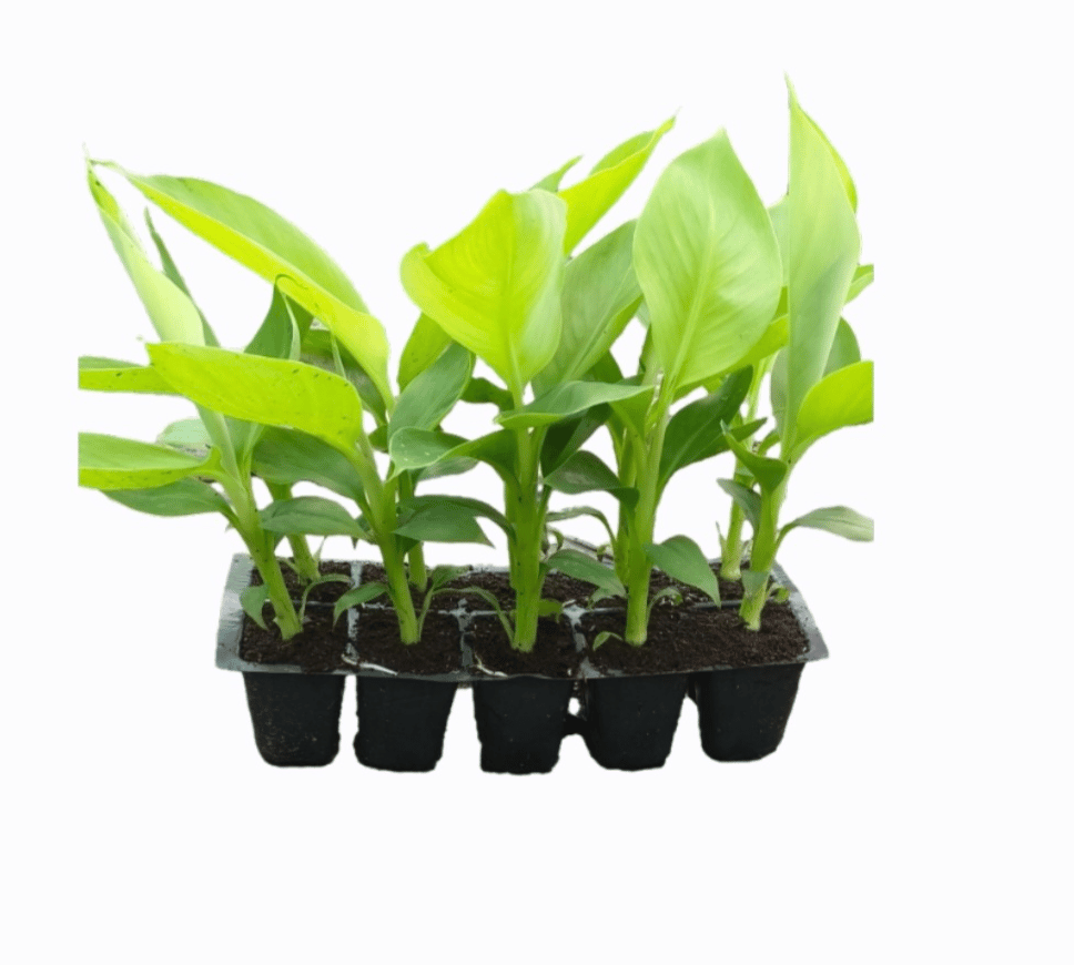 BANANA TISSUE CULTURE PLANT (G9) SECONDARY PLANT