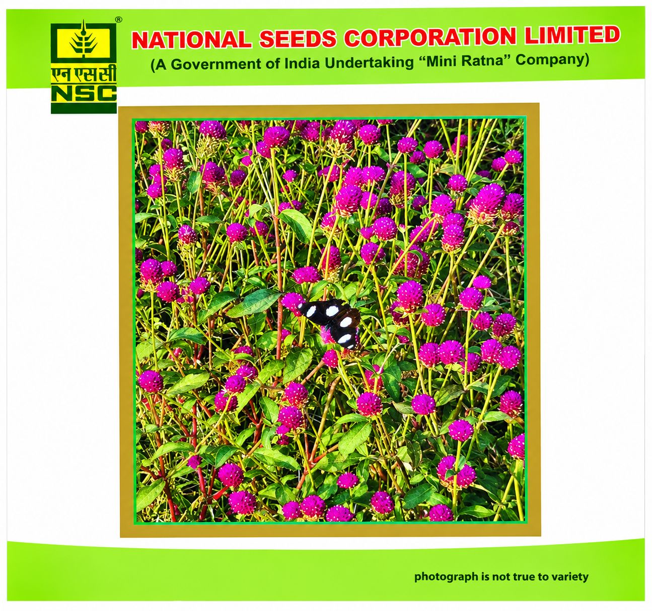 NSC Gomphrena Mix Premium Flower Seed-1 gram 