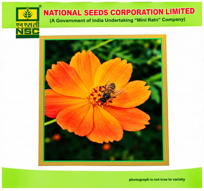 NSC Cosmos Dwarf Premium Flower Seed-2 gram
