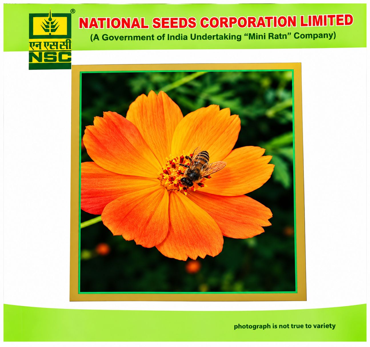 NSC Cosmos Dwarf Premium Flower Seed-2 gram