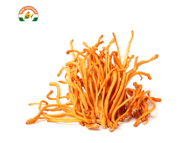 Cordyceps Militaris (Keedajadi) 30gm