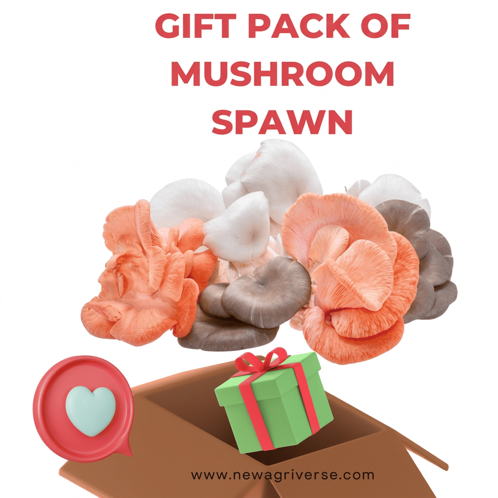 Gift Pack of Mushroom Spawn ( Colorful Mushroom Oyster Mushroom Spawn)