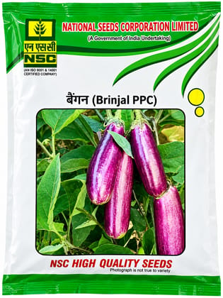 NSC BRINJAL PPC SEED - 100gms