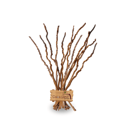 Cocoland Coconut BUNCH STEM Varnished (Pack of 12) | Natural Dried Decorative Stems for Crafts & Home Décor | Handpicked Coconut Flower Bunch Stem | Eco-Friendly Rustic Craft Material for DIY Art, Floral Arrangements & Traditional Decoration