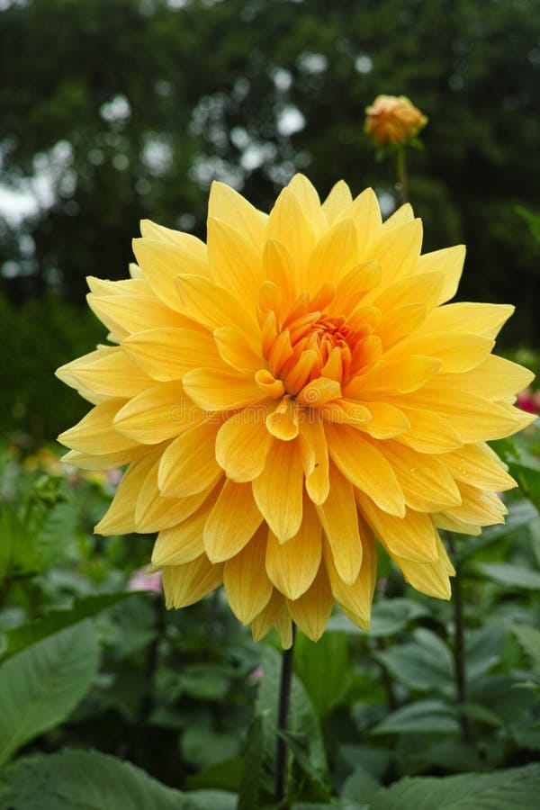 DALIA YELLOW LIVE PLANT 