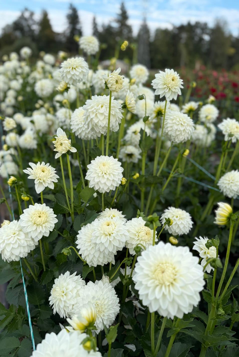 DALIA WHITE LIVE PLANT