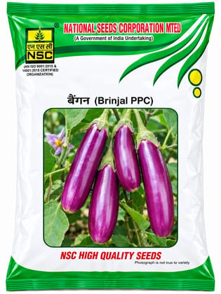 NSC BRINJAL VARIETY PPC PUSA PURPLE CLUSTER HIGH-QUALITY TL SEEDS 100 GMS POUCH