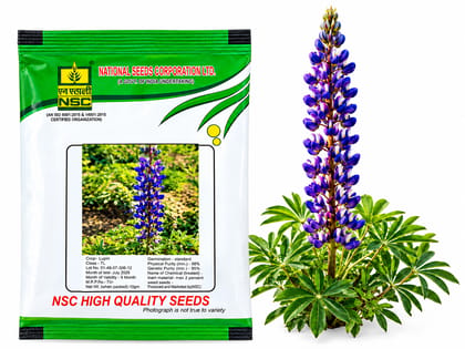 Nsc Lupin Flower, 10 Gram Truthfully Labelled Seed Pouch