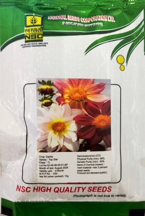 NSC Dahlia Top Star, 10 gram TL Seeds