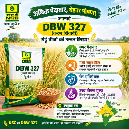 NSC Wheat DBW-327 ( Karan Shivani) 40 Kg Certified Seed 