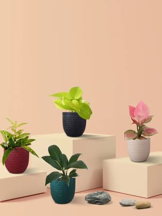 Easy Care Air Purifying Indoor Plants Combo (Small)