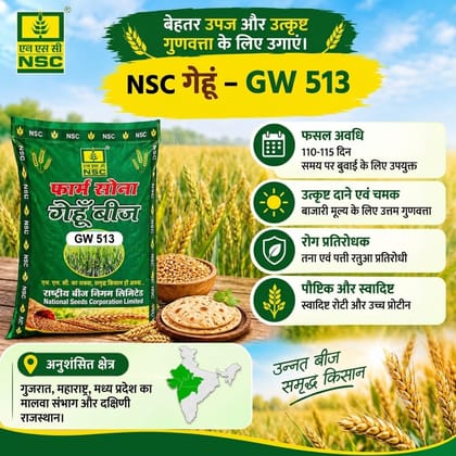 National Seeds Corporation Limited Wheat Seed GW-513 40 Kg