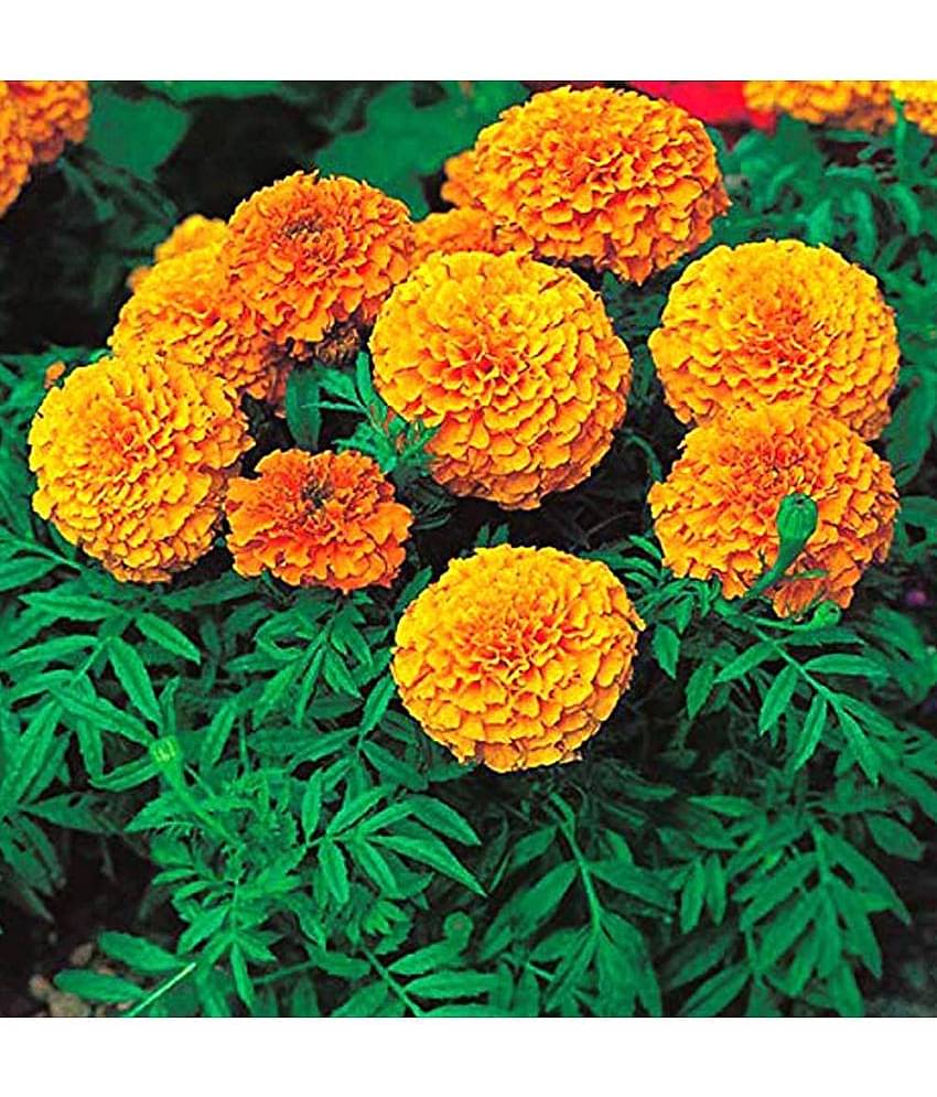 homeagro - Marigold Flower ( 50 Seeds )