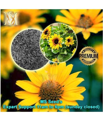 MS small sunflower seeds