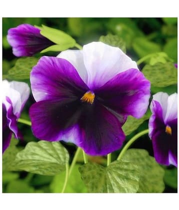 Pansy blue wings, Multicolor Winter Flower Seeds with Coco Peat Seed Starter