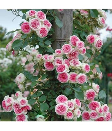 Rose Pink Climbing Rose Seeds Perennial Flower Garden DÃ©cor 20 seeds