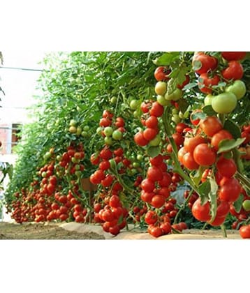 Hybrid Indian Climbing Tomato Vegetable