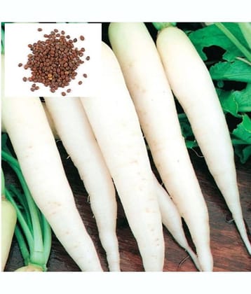 homeagro- Radish Vegetable Seeds (Pack of 50)
