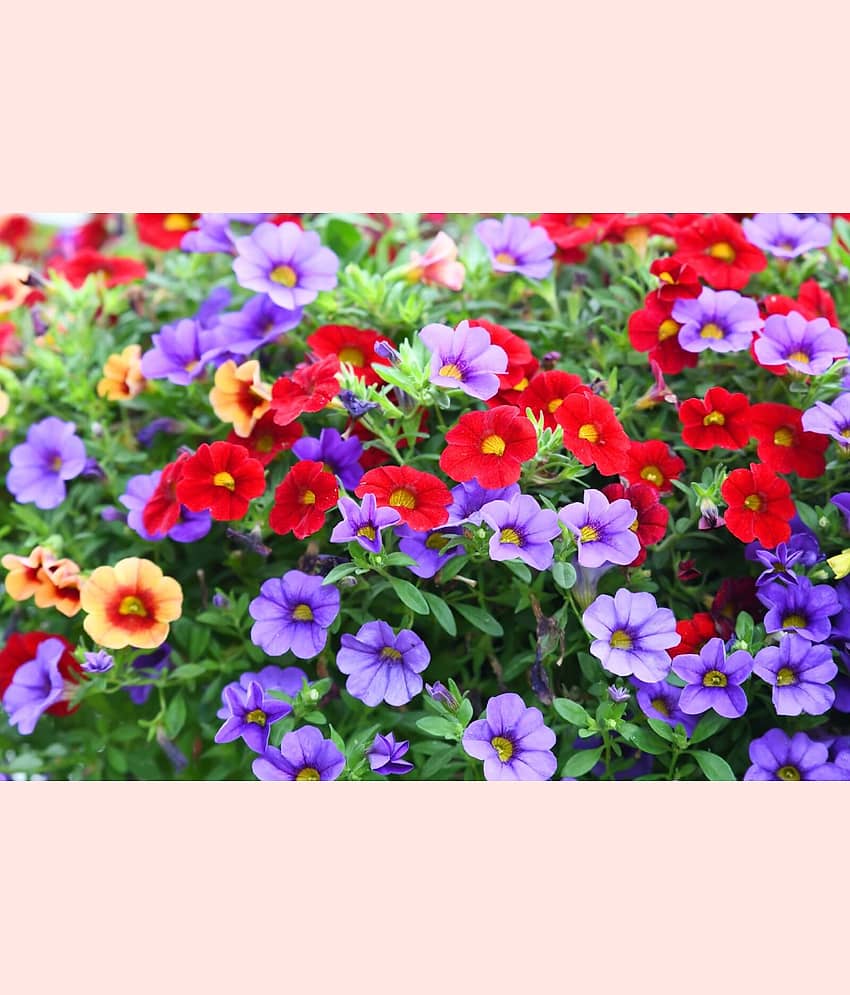 homeagro - Petunia Mixed Flower ( 50 Seeds )